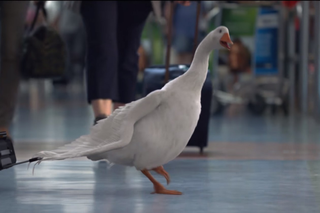 Air NZ promo